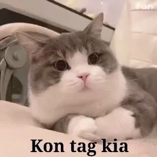 🤨 emoji अहम् ब्रह्म अस्मिs video kang pack 5 Telegram sticker 5 of 31