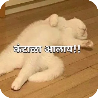 🐱 emoji Samyak's Marathi pack Telegram sticker 10 of 31