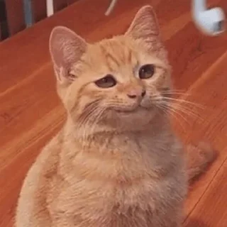 😀 emoji MEMES GATITOS 4😂 Telegram sticker 5 of 15