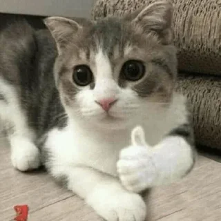 😀 emoji MEMES GATITOS 4😂 Telegram sticker 3 of 15