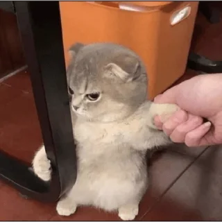 😀 emoji MEMES GATITOS 4😂 Telegram sticker 10 of 15