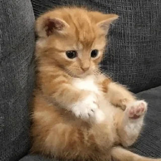 😀 emoji MEMES GATITOS 4😂 Telegram sticker 8 of 15