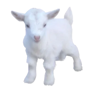 🎀 emoji @rolje Telegram sticker 16 of 19