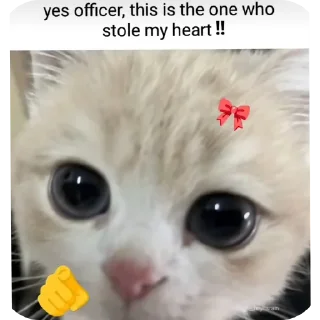 🐱 emoji YUKI Telegram sticker 3 of 99