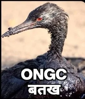 🦆 emoji Nikhil ?'s  pack 1 Telegram sticker 16 of 120