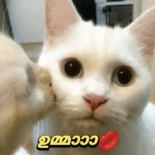 🤓 emoji @poocha_serr — @stckrRobot Telegram sticker 24 of 120