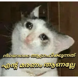 🥺 emoji @poocha_serr — @stckrRobot Telegram sticker 5 of 120