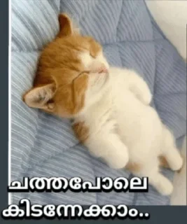 😾 emoji @poocha_serr — @stckrRobot Telegram sticker 9 of 120