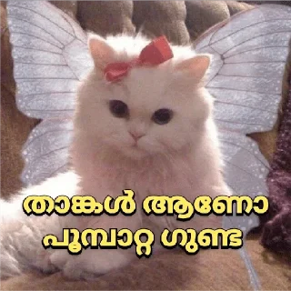 Sticker from @poocha_serr — @stckrRobot