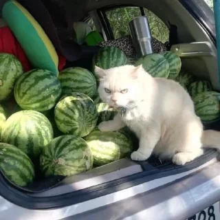🍉 emoji pussy domination Telegram sticker 9 of 38