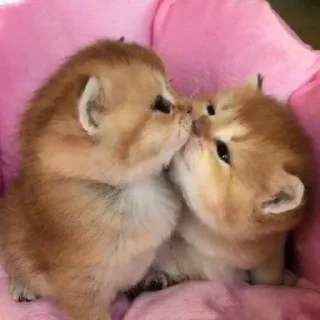 😽 emoji pussy domination Telegram sticker 19 of 38