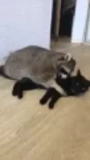 Sticker from raccoon