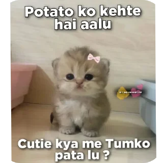 🐱 emoji @all_korean_dramas_hindi Telegram sticker 15 of 120