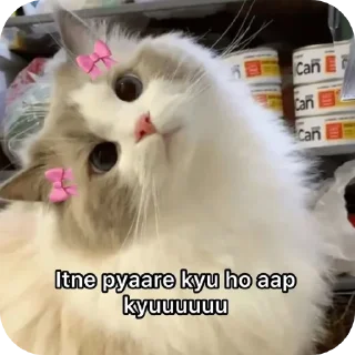🐱 emoji @all_korean_dramas_hindi Telegram sticker 16 of 120