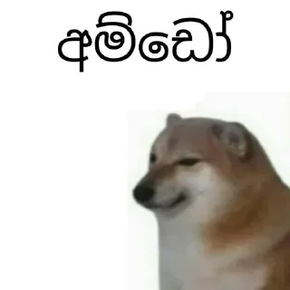 Sticker from Cheems Sinhala Version by @HARP_Tech 🇱🇰