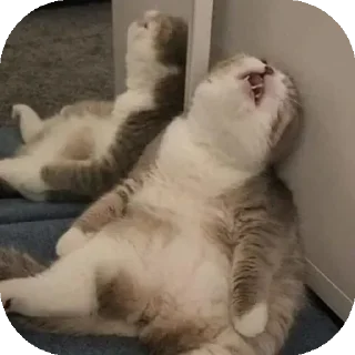 😩 emoji Funny Animals ★ Telegram sticker 21 of 75