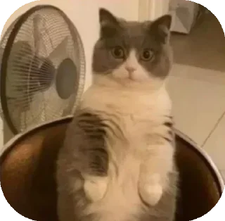 😮 emoji Funny Animals ★ Telegram sticker 7 of 75