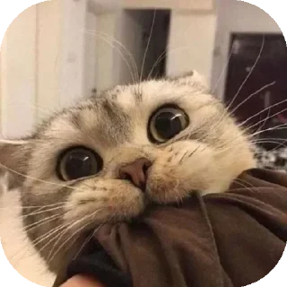 😠 emoji Funny Animals ★ Telegram sticker 9 of 75