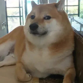 🙂 emoji Cheems dogi Telegram sticker 2 of 103