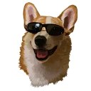 😎 emoji corgi Telegram sticker 23 of 28
