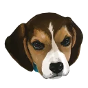 😕 emoji corgi Telegram sticker 20 of 28
