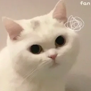 🐱 emoji 𝚂𝙷𝙰𝚄𝚁𝚈𝙰『𝚂𝙰𝙼𝚄𝚁𝙰𝙸』⁪⁬⁮⁮『𝚂𝙷𝙸𝙽𝙾𝙱𝙸』⁪⁬⁮⁮s video kang pack Telegram sticker 22 of 47