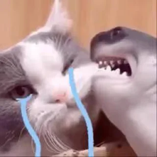 ☹️ emoji Cute cry dog and cat @kecilvv Telegram sticker 3 of 64
