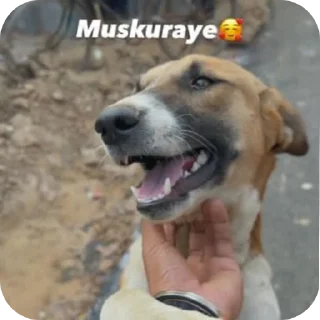 🐶 emoji narcissistic (kaush....) Telegram sticker 10 of 97
