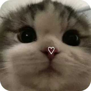 🐱 emoji [ ᴛᴄʜ ] 𑂾 @STICKERS_GIFSS 𑂾 Telegram sticker 16 of 32