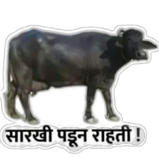 🐃 emoji मराठी टोमणे Telegram sticker 15 of 30