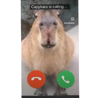 👍 emoji Capybara Telegram sticker 9 of 69