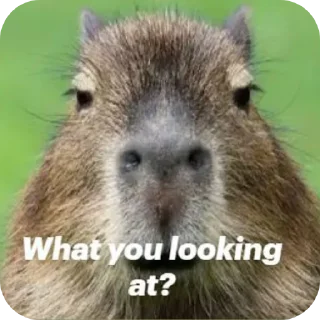 🐶 emoji Capybara Telegram sticker 18 of 69