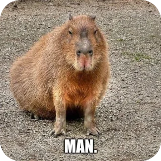 👍 emoji Capybara Telegram sticker 21 of 69