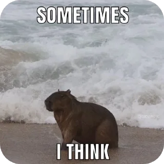 🖼 emoji Capybara Telegram sticker 23 of 69