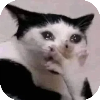 🤭 emoji Funny Animals ★ Telegram sticker 15 of 75