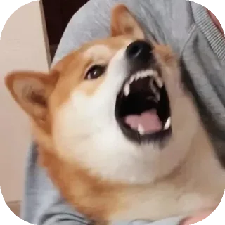 😧 emoji Funny Animals ★ Telegram sticker 20 of 75