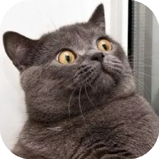 😦 emoji Funny Animals ★ Telegram sticker 13 of 75