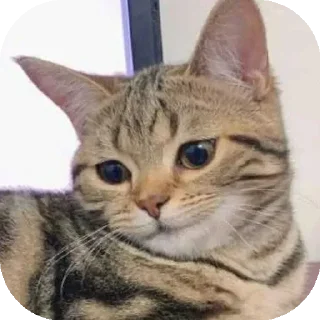 🙂 emoji Funny Animals ★ Telegram sticker 14 of 75