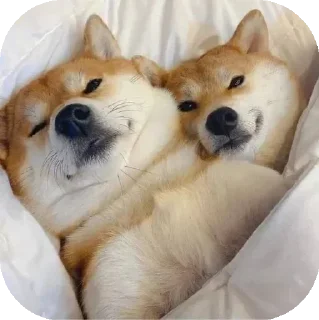 🥰 emoji Funny Animals ★ Telegram sticker 24 of 75
