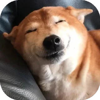 ☺️ emoji Funny Animals ★ Telegram sticker 17 of 75