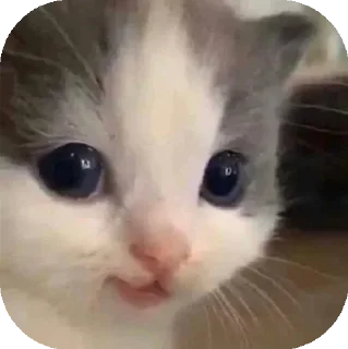 😊 emoji Funny Animals ★ Telegram sticker 19 of 75