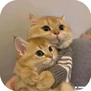 🤗 emoji Funny Animals ★ Telegram sticker 5 of 75