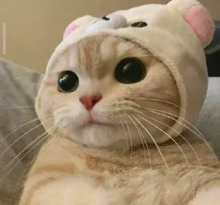 🙁 emoji 2022年最強區塊鏈社群 @BoboDAO Telegram sticker 22 of 120