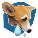 😭 emoji corgi Telegram sticker 19 of 28