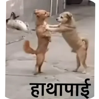 🐶 emoji @singhshanu023  @Singhshanu023 Telegram sticker 15 of 120
