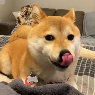 😋 emoji 🐕 ғᴜᴍɴʏ ᴅᴏɢ [5] 😹 @punithgowdastickersin Telegram sticker 15 of 120