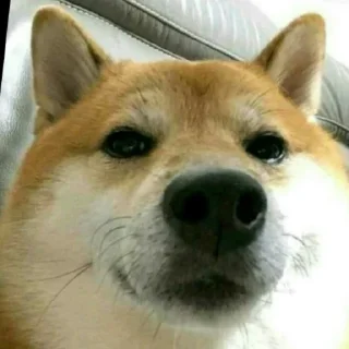Sticker from Sticker meme