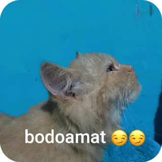 Sticker from caramelana(⁠◠⁠‿⁠・⁠)