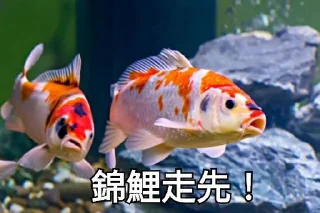 🐟 emoji 錦鯉 Telegram sticker 11 of 27