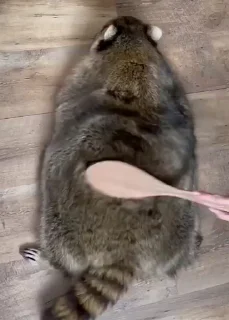 Sticker from raccoon